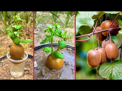 How to grow kiwi fruit with lemon juice | easiest method to grow kiwi fruits |