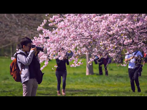 Hyde Park and Kensington Gardens: the World’s Most Beautiful Urban Oases?