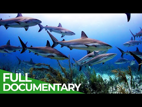 Animal's Super Senses - The Most Amazing Senses | Free Documentary Nature