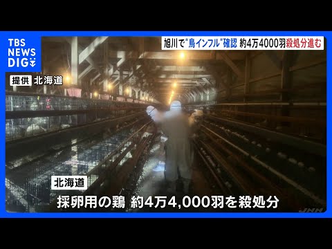 高病原性鳥インフルエンザ 北海道・旭川市の養鶏場で確認　約4万4000羽の鶏を殺処分へ　今シーズン、全国8例目｜TBS NEWS DIG