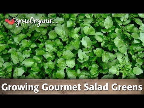 How to Grow Gourmet Salad Greens