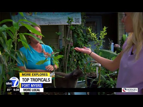 ABC7 Fort Myers News: Mango Varieties at Top Tropicals.