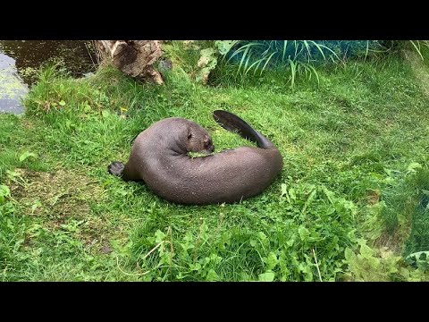 Giant Otter at Chester Zoo - 05/10/23