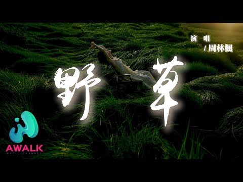 周林楓 - 野草『他似野草飄啊飄四海為家，一個人吹著風雨淋濕了髮。』【動態歌詞 | Pinyin Lyrics】【AWALK MUSIC】