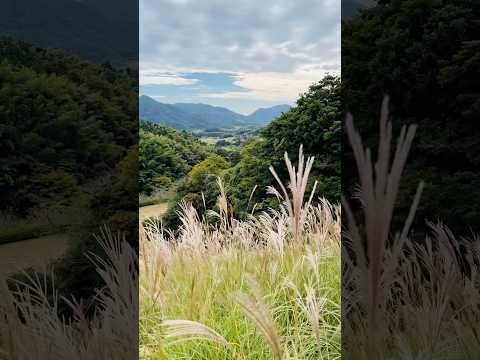 もうススキは見ましたか？里山に秋が来た🍂