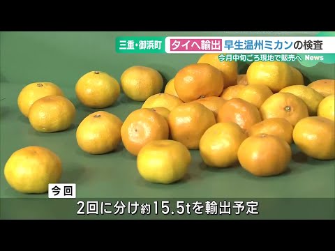 タイヘ輸出する「早生温州ミカン」の検査　11月中旬ごろ現地で販売へ　三重県御浜町 (24/11/07 16:38)