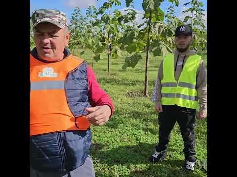 PLANTATIE PAULOWNIA -  ECOLOGICA, IN PRIMUL AN DE CRESTERE DUPA TAIEREA TEHNICA IN 2024