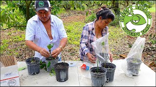 How to Graft Mango Using Top Working, Cleft Graft, and Veneer Graft