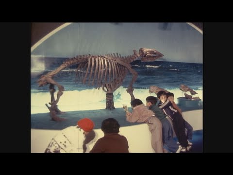 【懐かし映像】化石博物館がオープン　デスモスチルスも展示　岐阜県瑞浪市【1980年1月11日】