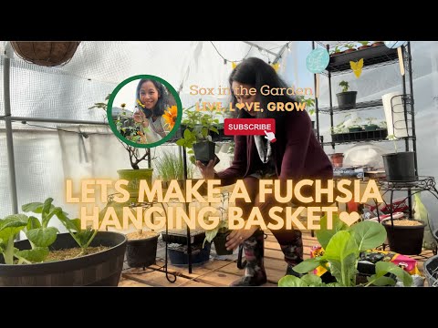 Potting Up A Fuchsia Hanging Basket | WA Zone 8b