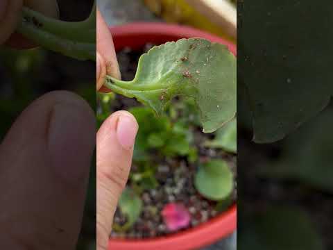 I have grown plants with leaves but have been infected with snails