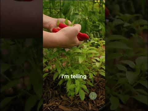 Do this for HUGE Basil Plants