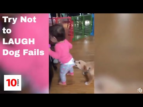 Top 10 DOGS, Try Not to Laugh Challenge, 2019 (THESE DOGS ARE CRAZY! )