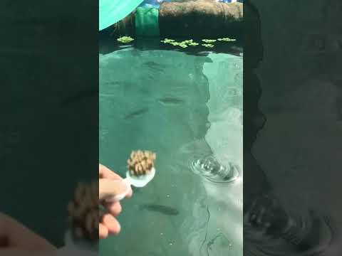 Feeding My 100 Days Old TILAPIA Fish