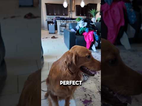 Not Perfect #dogshorts #funny #goldendog #cutegolden #goldenretriever #capcutedit