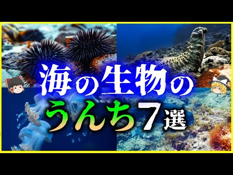 【ゆっくり解説】うんちは動物の情報パラダイス！？色々な「海の生き物のうんち」を解説