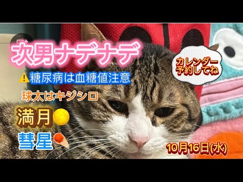 ドS猫の球太LIVE配信