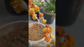 How to grow Marigold from Seeds 🌺 Don't Throw 🙆#viralshorts