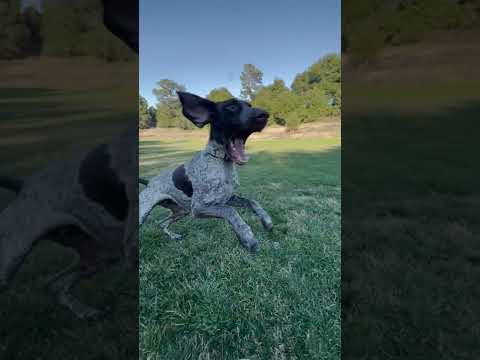 Dog vs Bubble Machine #shorts