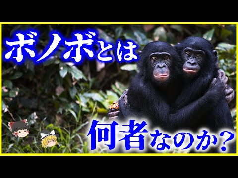 【ゆっくり解説】自らを家畜化した乱交型の生物…「ボノボ」とは何者なのか？を解説/性行動が社会に平和をもたらす⁉