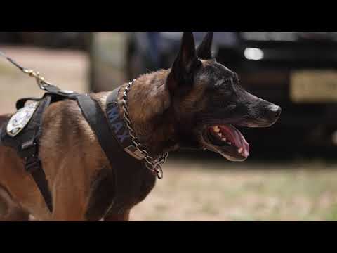 A Cops Best Friend - Wausau PD K-9