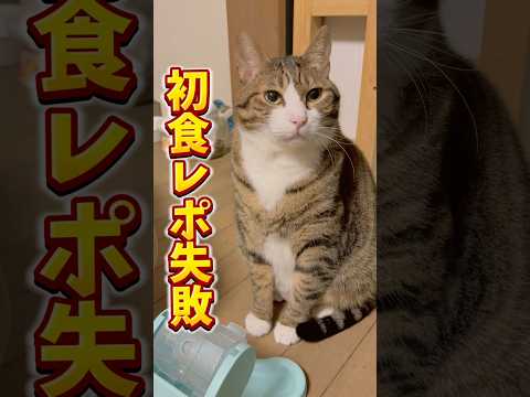 DIYしか出番がない父ちゃん…初の食レポチャレンジ#shorts #cats #球太