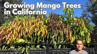 Tips on Growing Mango Trees in Mediterranean Climates