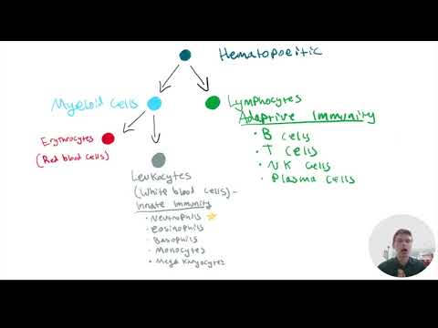 MCAT Question of the Day: Lymphoid Stem Cells