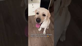 Am I boring?. #dogsofinstagram #youtubedogs #funydogvideo #trendingreels #dogs #labradorretriever