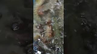 💥 WASHING FRESH PRAWNS🦐🦞‼️#asmr#seafoodlover#trending#viral#short#freshprawn#TYFW🙏💓#takecare💞