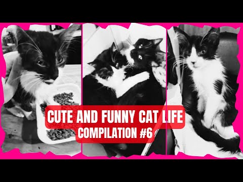 Cute and Funny Cat Life Compilation #6