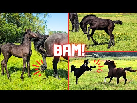 Watch out Belle!!! Saly kicks! Just like Yfke... | The Northern Lights!! | Friesian Horses