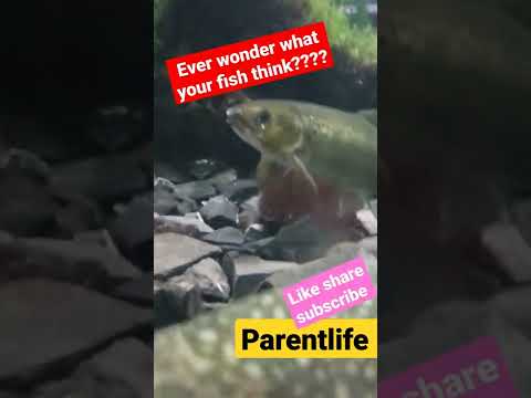 what fish think....#parentlife #saveourwater