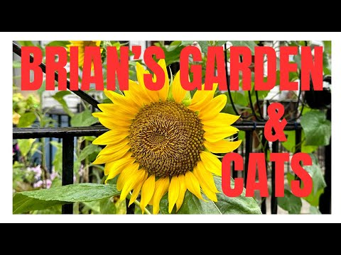 New York 2023 |Brian's Garden and Cats