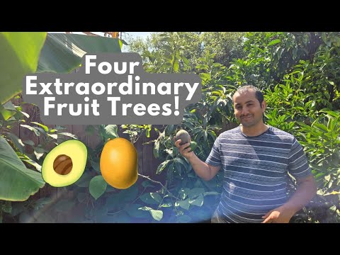 These 4 Neighborhood Fruit Trees Stand Out From the Rest!