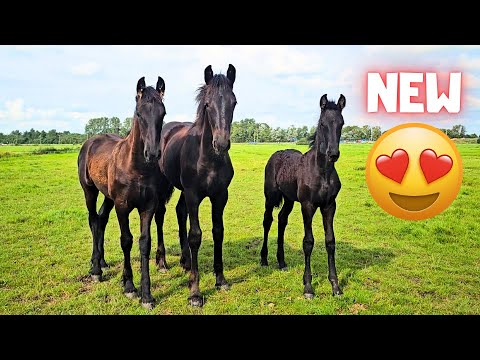 New horses at Stal H! When I'm gone... 3B are real friends! | Friesian Horses