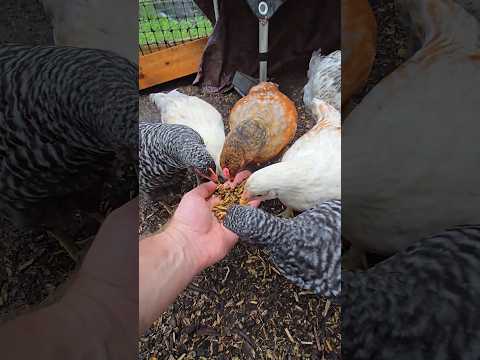 yummy chicken worms 🪱 #music #funnyanimals #nature #viral #fyp #homestead #chicken ##chickens