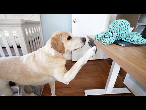 Are all Labrador Retrievers this polite?