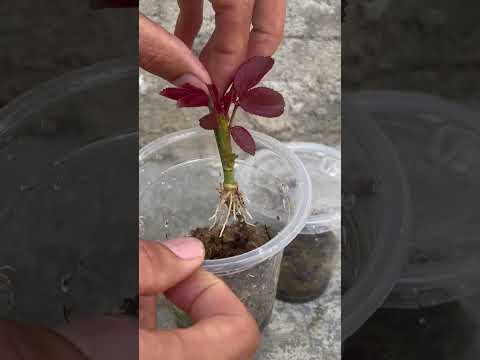 Rose cuttings in plastic cups