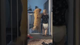 Its seems the dog  is more excited than the baby Toddler . cuteness overload 🥰🥰🥰