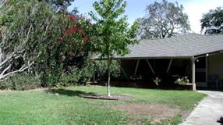 Growing Tree. 5 year timelapse from my backyard.