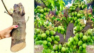 Unique Technique : Grafting Mango Tree With Banana & Chicken egg