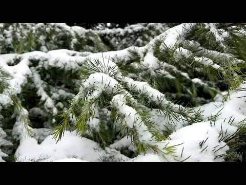 这雪下得真大，你们喜欢下雪吗？下雪风景snow，4k 60fps  video ultra hd 4k video test