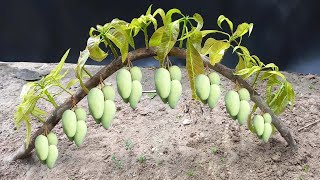 Unique​ Technique : Grafting Mango Tree Using Coconuts Growing Faster and Has Many Fruits