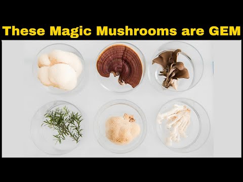 Supercharge Your Health with Adaptogens: All About the Adaptogenic Mushroom | Benefits,Types & Use