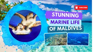 Discovering the Breathtaking Marine Life of the Maldives!