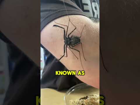 DO NOT Touch This 😨 | Tailless Whip Scorpion #viral