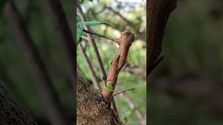 Z grafting technique olive plants #olive