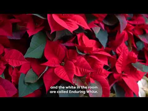 20ft Tall PoinsettiaTree at Cheekwood