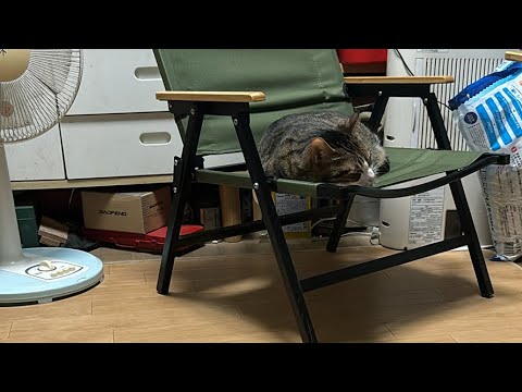 ドS猫の球太 球太まったり